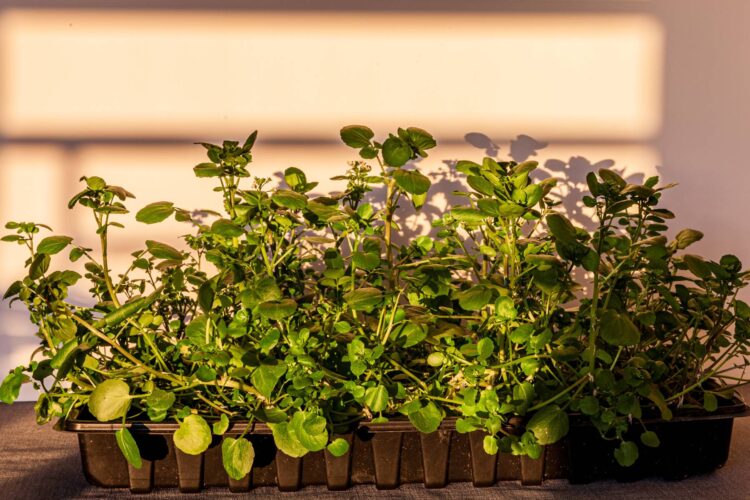 How to Grow Watercress Indoors